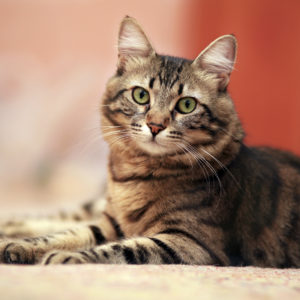 image of cat